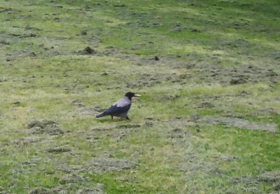 a crow runs off to a quiet spot with a cracker.