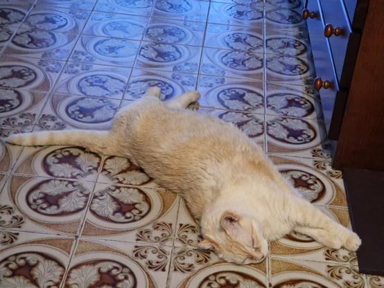 Un gato atigrado de color crema claro está echado de lado con las patas y la cola extendida. Esta sobre un suelo de baldosas con un diseño floral.