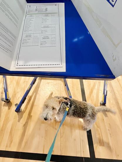 A dog stands patiently next to a voting booth.