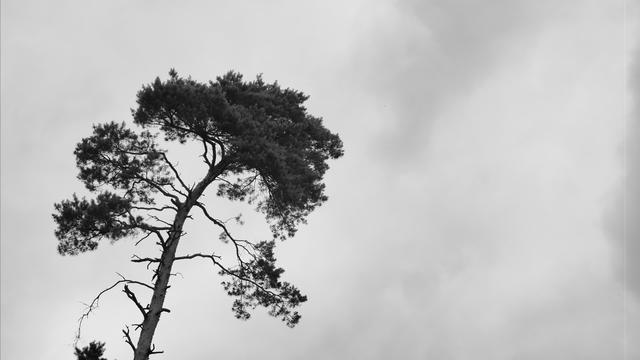 Tall, slender pine tree with sparse branches and dense foliage at the top against a cloudy, overcast sky. The trunk leans slightly to the left, creating a dynamic composition. The clouds appear thick and uniformly gray, indicating an impending storm or recent rain.