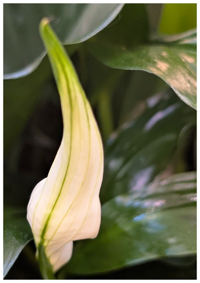 flower shop. close-up of a closed peace lily with surrounding green leaves.