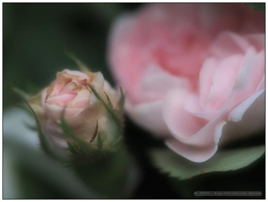 Zarte hellrosa Rosenknospe links im Bild neben einer geöffneten, in Unschärfe verlaufenden ebenfalls rosa Rosenblüte in der rechten Bildhälfte vor dunklem Hintergrund, Makroaufnahme.