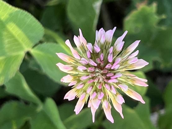 Closeup photo of a clover flower, taken from above. Thin pink-tinged petals like a starburst, glowing in warm late-afternoon sunlight. Blurry green clover leaves behind.
