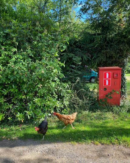 Ein schwarzes und ein braunes Huhn latschen an den Feuerlöschern auf dem Campingplatz vorbei.