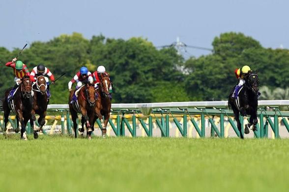 競馬AIが府中牝馬S、しらさぎSを大予想 厳選ワイド3点＆3連複10点で勝負！ - スポーツナビ - スポーツナビ