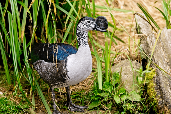 A male Comb Duck with a large black bill knob stands among tall green grasses and a mossy log in a wetland habitat.