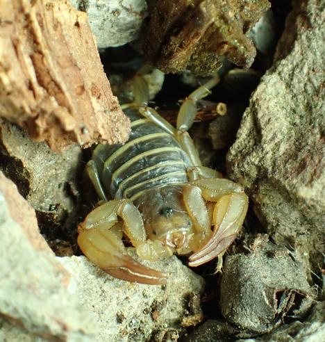 A close-up photo of a scorpion's face, as it stares at the camera from within a cluster of small rocks. The scorpion's body is mostly pale yellowish, with darker greyish surfaces on the segments of its back.