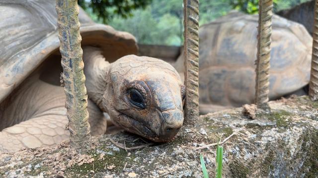 Close-up of an Aldabra giant tortoise behind a metal fence, with another tortoise in the background.