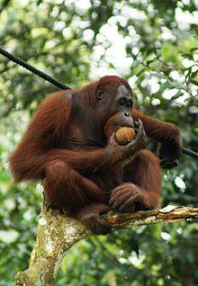 Ein essender Orang Utan auf einem Baum