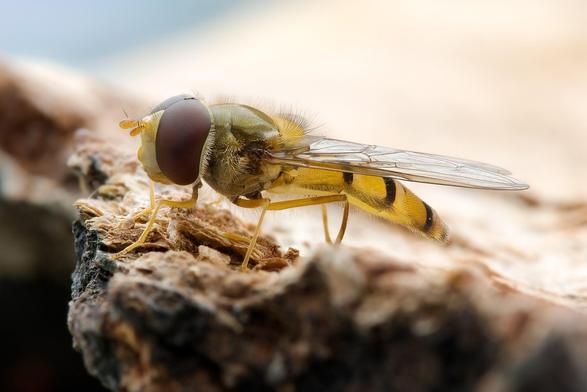 Самец мухі Episyrphus balteatus.

#insect #wikipedia #hoverfly