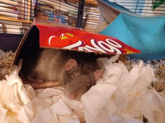 cute gray fuzzy rat asleep in his Faygo box