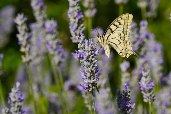 Un papillon machaon posé sur un brin de lavande