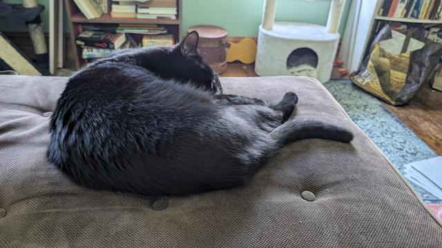 A black cat lies on a brown upholstered piece of furniture. In the background are bookcases and part of a cat tree.