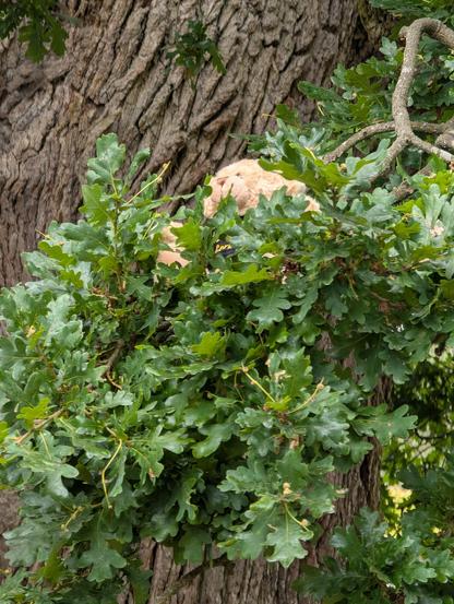 George From The Gorge sits amongst the leaves on a branch of an ancient Oak tree