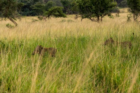 Two wild boars are seen moving through tall grass in a natural setting, with trees in the background.