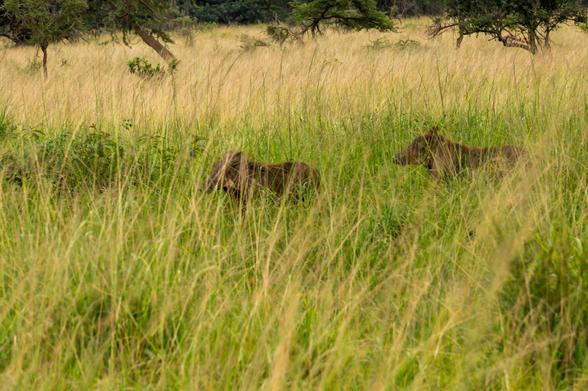 Two warthogs are partially visible among tall grass in a grassy landscape, with trees in the background. The scene captures a natural setting in the wild.