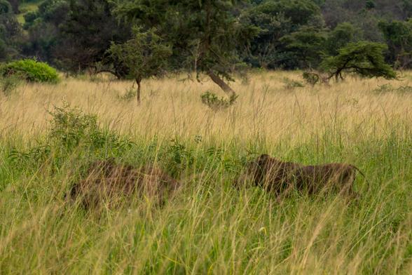 Two warthogs are partially visible in tall grass, surrounded by a natural landscape with trees and shrubs in the background.