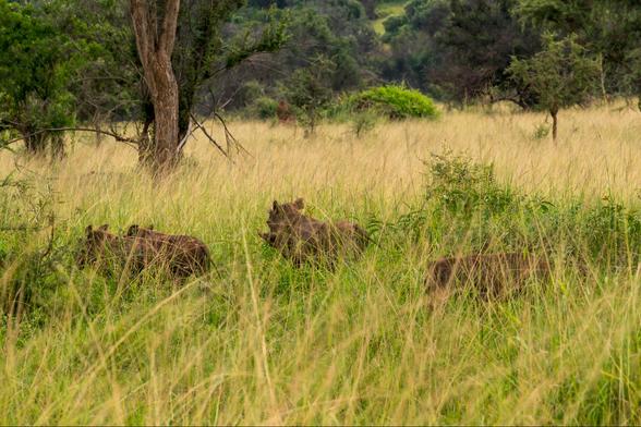 A group of wild boars is seen walking through tall grass in a natural setting, surrounded by trees and vegetation.