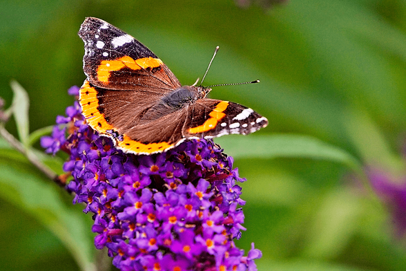 Red Admiral butterfly (Vanessa atalanta) with open wings resting on a purple Buddleia flower in a green outdoor setting.