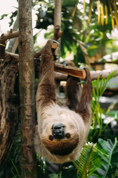 toe-toed sloth hangging from a branch, looking direckly in the camera. in the backround are a lot trobical plants