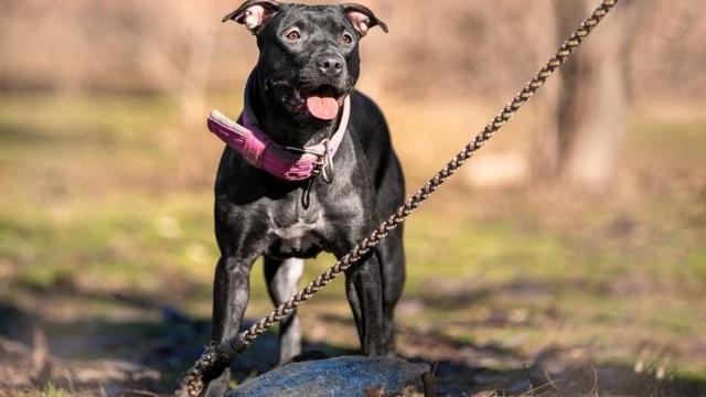 「犬が放置されている」保護団体が現場に着くと…ヒョウ柄に！？毛を染められた母犬と子犬たちに「里親になりたい！」との声｜Pen Online