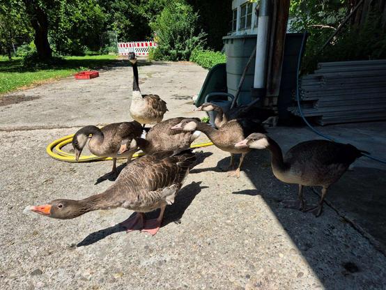 A photo of a family of seven geese in the driveway of a home on a sunny day. One parent is a Canada goose, one is a greylag goose, and the five large, mostly-grown offspring are hybrids of the two, all with matching combinations of their features.