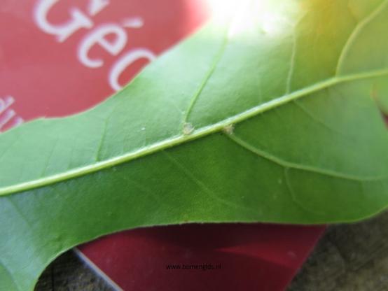 Photo of treespecies Quercus georgiana : Category is blad-leaf-blatt-feuille-hoja