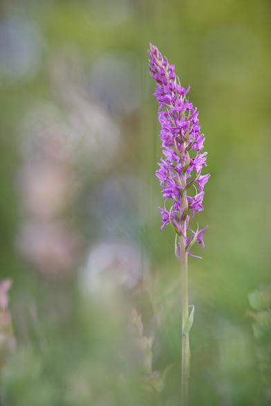 Händelwurz Orchidee in voller Blüte