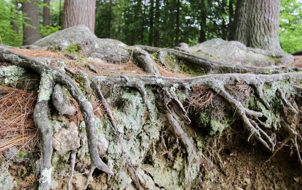 Close-up of tree roots exposed on a hillside, with moss and pine needles scattered among the roots and surrounding soil. Trees and greenery are visible in the background.