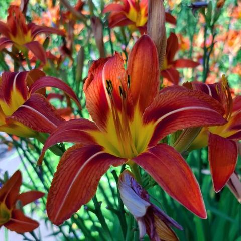 Rotgelbe Lichtlillie