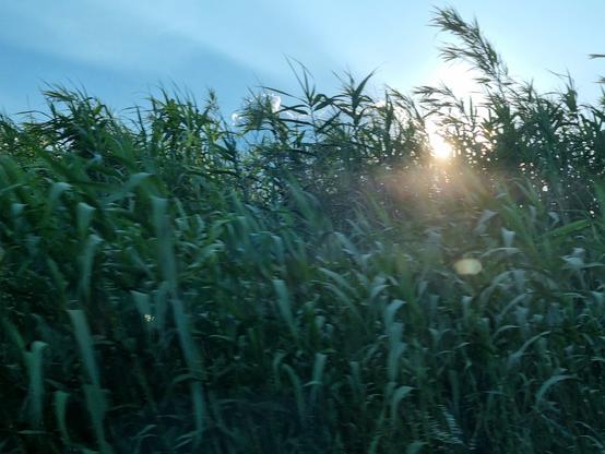 Sole al tramonto quasi totalmente nascosto da folta vegetazione verde