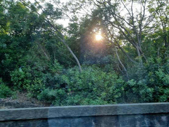 Tra il verde dei rami e delle foglie sbuca il sole al tramonto