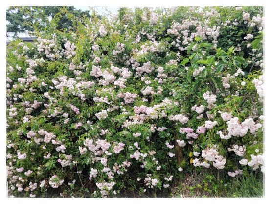 This image shows a virtual wall of pale pink climbing roses, easily 4m/ 13ft in height. There are well over a hundred blooms in view, many congregated in tight clusters.