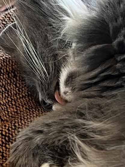 Inzoomad sovande grå fluffig katt med tungan ute.