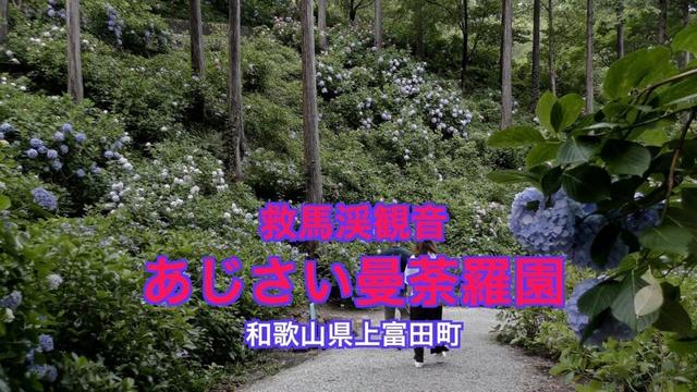 あじさい曼荼羅園　救馬渓観音　120種1万株のあじさいを栽培している。駐車料無料。拝観料無料。あじさい園だけ800円。和歌山県上富田町。和歌山あじさい巡り第3弾。