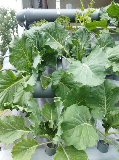 Cabbages in PVC pipes