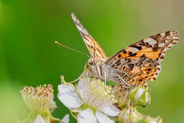 Painted Lady butterfly (Vanessa cardui) feeding on a white bramble flower with its wings partially closed in a green natural setting.
