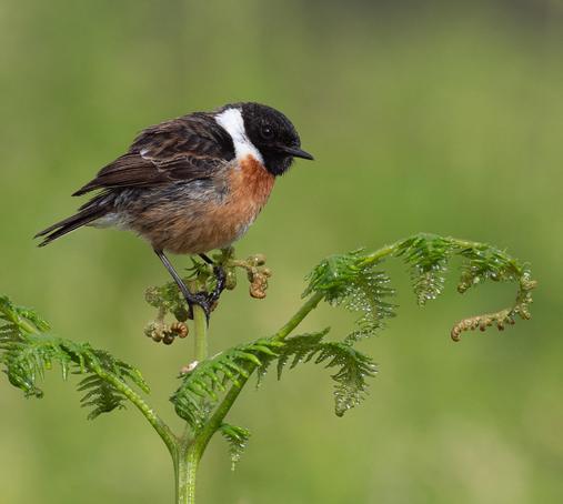 My photo of the stonechat, one of many on Ilkley Moor.