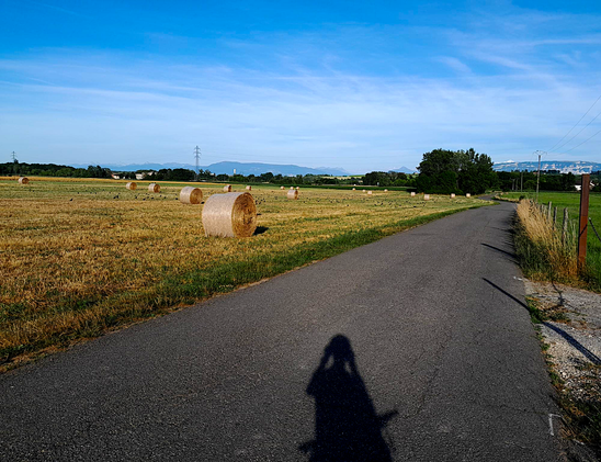 Photo of a field of rolled bales of hay filled with hundreds of crows.

In the foreground — the shadow of the photographer, who stopped their bike to take the photo.

In the background — to the right is the Salève, the mountain which Frankenstein's monster climbs to escape his creator. Behind that is the peak of Mont Blanc, tallest mountain in Europe. On the left side, the CERN water tower can be seen poking above the trees.