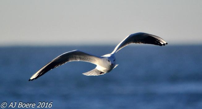 Gulls range in size from the little gull, at 120 grams (4+1⁄4 ounces) and 29 centimetres (11+1⁄2 inches), to the great black-backed gull, at 1.75 kg (3 lb 14 oz) and 76 cm (30 in). They are generally uniform in shape, with heavy bodies, long wing, and moderately long necks. The tails of all but three species are rounded; the exceptions being Sabine's gull and swallow-tailed gulls, which have forked tails, and Ross's gull, which has a wedge-shaped tail. Gulls have moderately long legs, especially when compared to the similar terns, with fully webbed feet. The bill is generally heavy and slightly hooked, with the larger species having stouter bills than the smaller species. The bill colour is often yellow with a red spot for the larger white-headed species and red, dark red or black in the smaller species