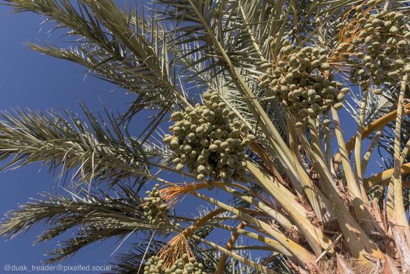 A close-up view of a date palm tree with clusters of green dates and long, feathery fronds against a clear blue sky.