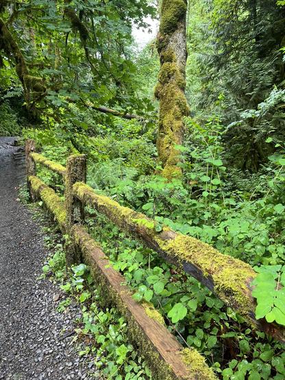 A lush forest scene with a moss-covered wooden fence along a gravel path. Surrounding greenery includes various plants and moss-covered trees.