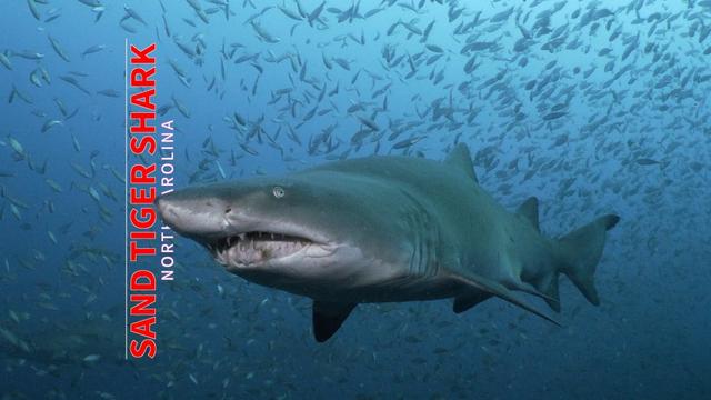 Sand tiger shark swimming among a school of fish off the coast of North Carolina.