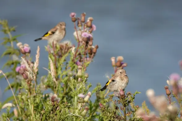 Two (juvenile) goldfinches on thistles. Left
One out of focus