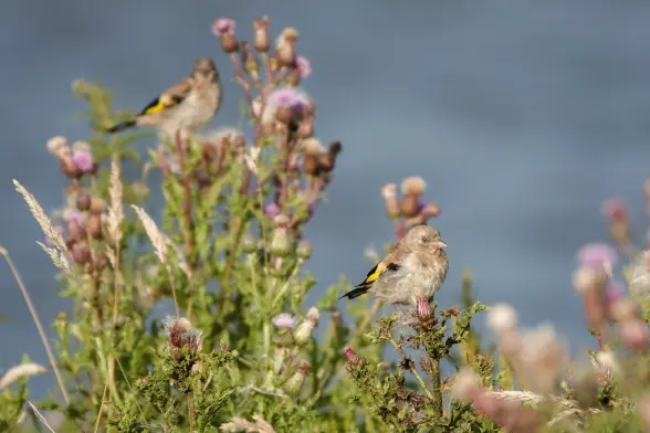 Two (juvenile) goldfinches on thistles. Left
One out of focus And right one with eyes closed