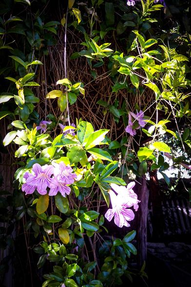 The image features a lush green vine with vibrant purple flowers. The vine is densely covered with oval-shaped leaves, some of which are a bright green, while others have a yellowish tint, indicating varying stages of growth or sunlight exposure. The flowers are prominent, with five petals each, displaying a delicate pattern of darker purple veins. They hang from the vine, adding a soft, cascading effect. The background is darker, suggesting a shaded area, with some twigs and branches visible, creating a natural, organic feel. The interplay of light and shadow enhances the texture and color of the leaves and flowers, making the scene appear vibrant and lively.

Provided by @altbot, generated privately and locally using Ovis2-8B