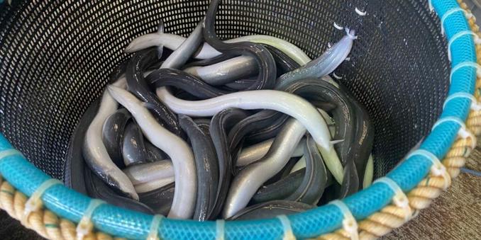 EU weighs adding eels to protected species list over Tokyo's objection