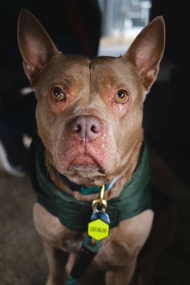 A photo of a light brown prick-eared staffie type dog wearing a dark green puffy vest and a green collar with a neon green name tag that says "GREMLIN" on it looking expectantly into the camera from underneath a table.
