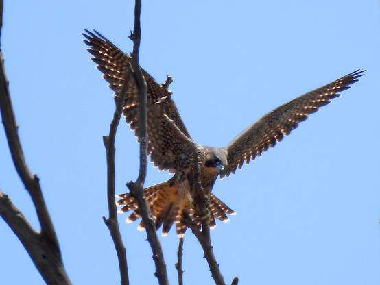 A bird of prey perched on a tree branch with wings spread against a clear blue sky.