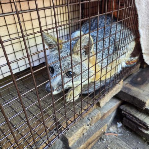 A very young fox in a trap. She looks toward the front of the trap with large dark eyes. She has a gray face, head and back, with highlights of red around her ears and side.